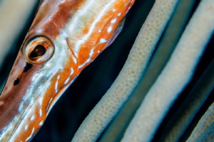 Trumpetfish hiding to ambush prey.  105mm & +5 diopter. by Paul Colley 